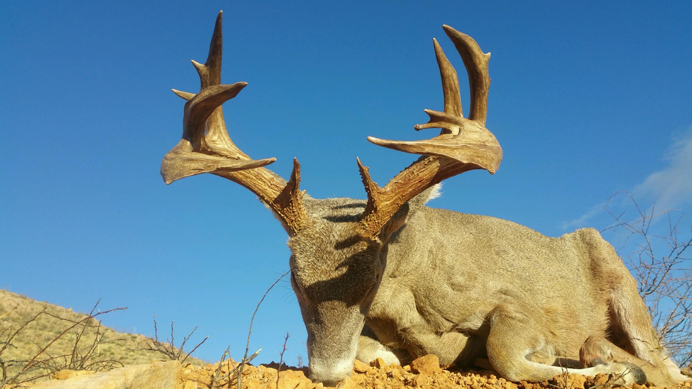 How to hunt coues deer with Eddie Willey of SEAZO