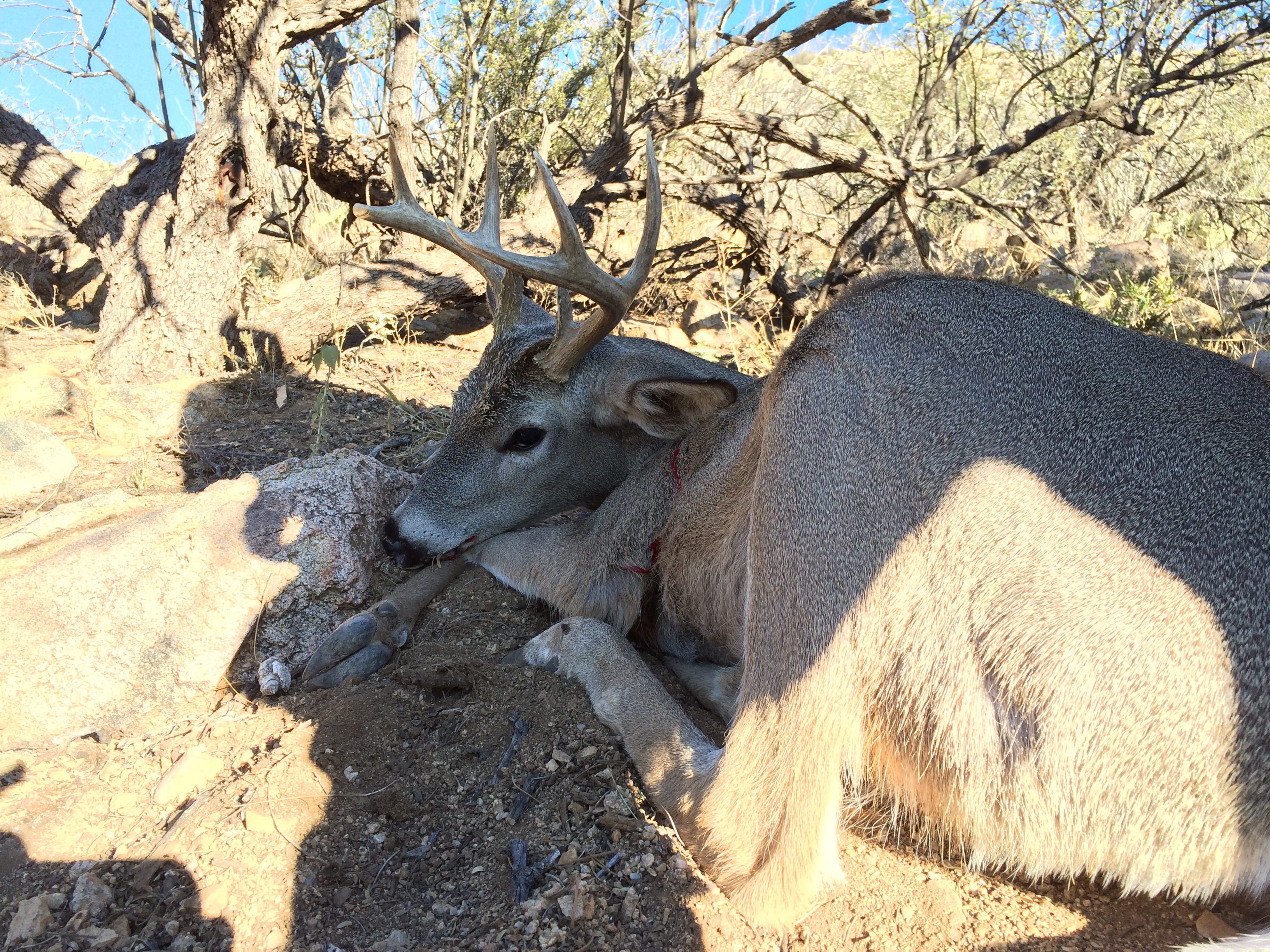 Late Season Archery in AZ What to expect