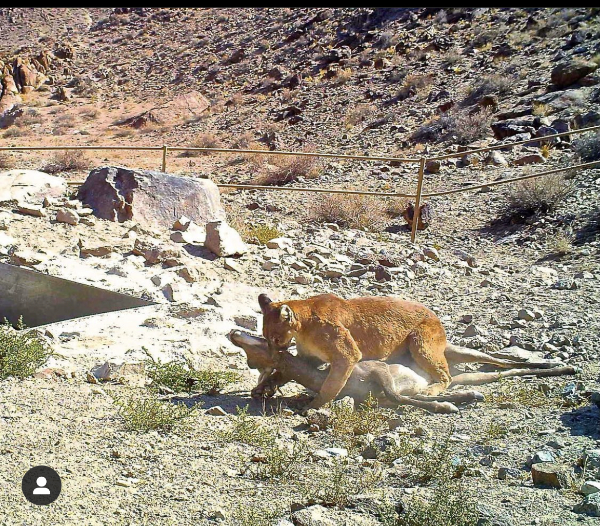 AZ Mountain Lion, Bear and Bobcat Ban
